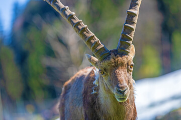 Steinbock - Allgäu - Alpen - Alpensteinbock