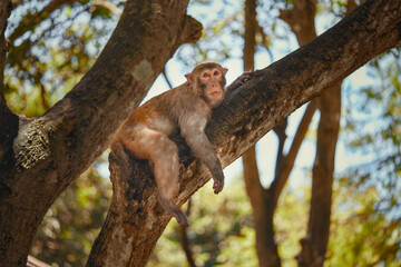 A monkey is comfortably sitting on a tree branch up high