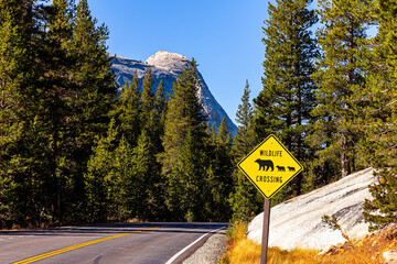 Wildlife road sign. The highway