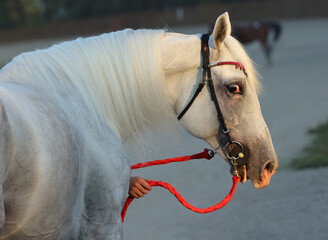 Dapple-grey Andalusian horse portrait near the evening ranch 