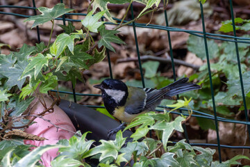 Mésange charbonnière dans un jardin