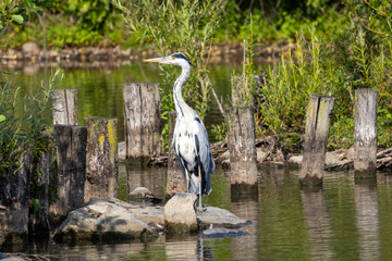 Héron cendré au bord d'un lac