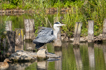 Héron cendré au bord d'un lac