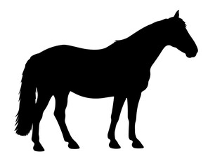 Auxois horse in silhouette pure white background.