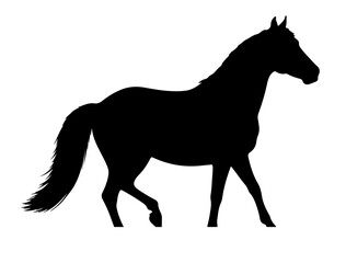 Azerbaijan horse in silhouette pure white background.