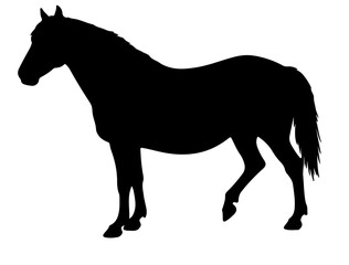 Balearic horse in silhouette pure white background.