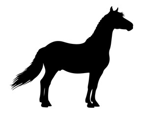 Balikun horse in silhouette pure white background.