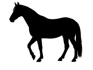 Baluchi horse in silhouette pure white background.