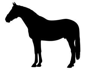 Banker horse in silhouette pure white background. 