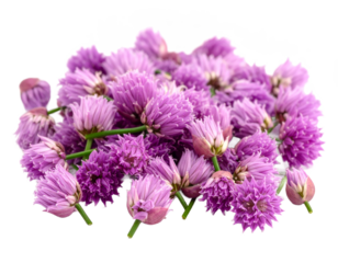 Chive blossom heap exhibiting vibrant purple hue on a pristine setting on transparent background