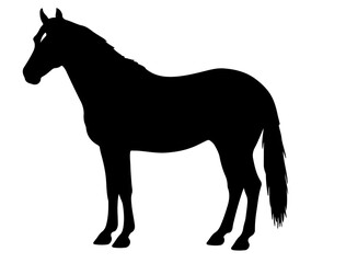 Barb horse in silhouette pure white background. 