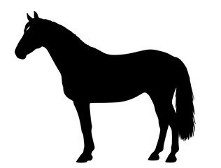 Fototapeta premium Belgian Sport Horse in silhouette pure white background.