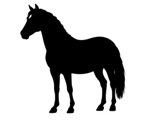  Bidet horse in silhouette pure white background. 