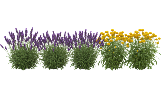 Meticulously arranged deep purple lavender, vibrant salvia, and bright yellow button flowers with lush green foliage in a linear row, against a pristine, transparent background with no shadows,