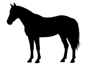Bosnian Mountain Horse in silhouette.