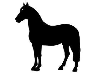Breton bidet Horse in silhouette pure white background. 