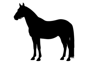 Burmese Horse in silhouette pure white background. 