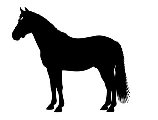 Burmese Horse in silhouette pure white background.