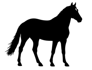 Byelorussian Harness Horse in silhouette pure white background.