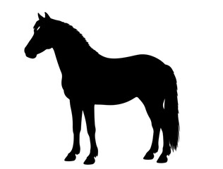 Canadian Rustic Pony in silhouette pure white background. 
