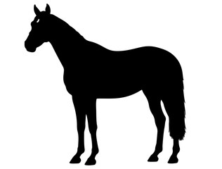 Canadian Sport Horse  in silhouette pure white background..ai