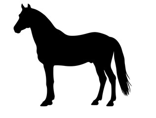 Caspian horse see horse section in silhouette pure white background.