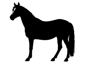 Connemara pony in silhouette.