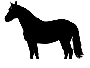 Danish Warmblood in silhouette.