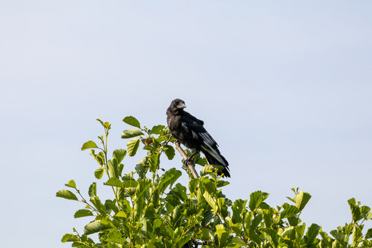 Grand corbeau en haut d'un arbre