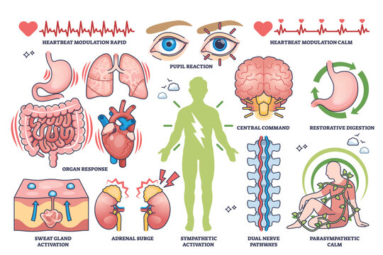 Autonomic nervous system functions are illustrated with organs, nerves, and body outline, showing sympathetic and parasympathetic roles. Outline style worksheet collection