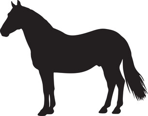 Danube Delta horse in silhouette pure white background. 