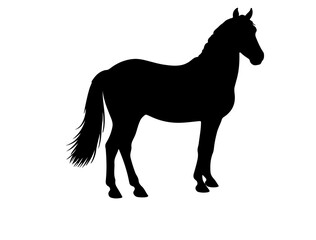 Danish Sport Pony in silhouette pure white background.
