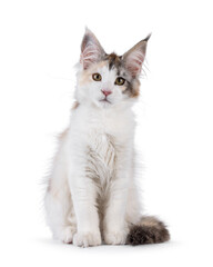Pretty high white tortie Maine Coon cat kitten, sitting up facing front. Looking towards camera. Isolated on a white background.