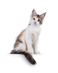 Pretty high white tortie Maine Coon cat kitten, sitting up side ways on an edge. Looking towards camera. Isolated on a white background.