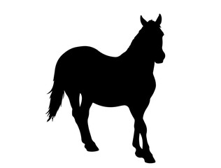 Danube Delta horse in silhouette pure white background. in silhouette.