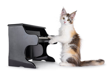 Pretty high white tortie Maine Coon cat kitten, sitting beside toy piano. Paws on keys like playing music.  Looking towards camera. Isolated on a white background.