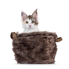 Pretty high white tortie Maine Coon cat kitten, sitting in brown faux fur basket. Looking towards camera. Isolated on a white background.