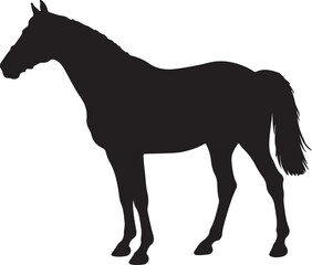  Dutch Warmblood in silhouette pure white background. 