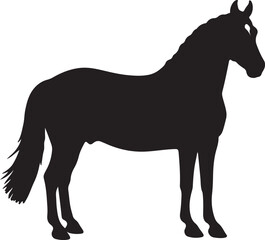  Dutch Warmblood in silhouette pure white background. 