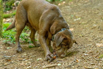 dog in the grass