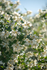 White flowers Philadelphus coronarius in garden in early summer closeup, soft focus. Scented ornamental English dogwood or European pipe shrub, known as sweet mock orange. Honey plant. 