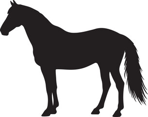 Dzungarian horse in silhouette pure white background. in silhouette pure white background.