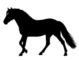 Morgan horse in silhouette pure white background.