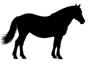  New Forest pony horse in silhouette pure white background.