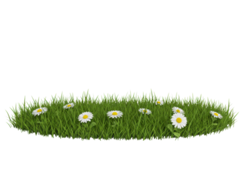 Lush, healthy, vibrant green blades of grass and delicate white daisies on a transparent studio background with copy space, seen from a low angle. Concept of pristine nature and new growth