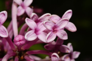 Extreme closeup of a purple lilac plant showing the intricate details of the delicate flower.