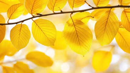 Obraz premium Autumn leaves on branch