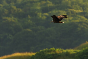 飛ぶオジロワシ