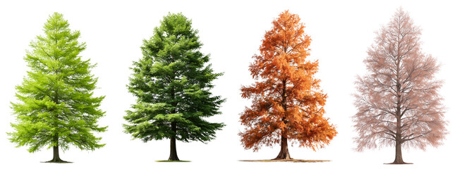 Collection of spring, summer, autumn, winter dawn redwood frontal trees isolated on a white or transparent background