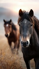 Obraz premium Horses walking through golden grass during sunrise in a tranquil landscape